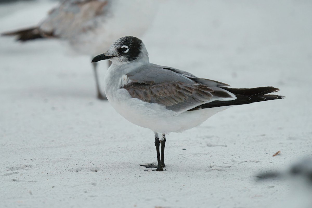 Maskeli Martı - ML647034984