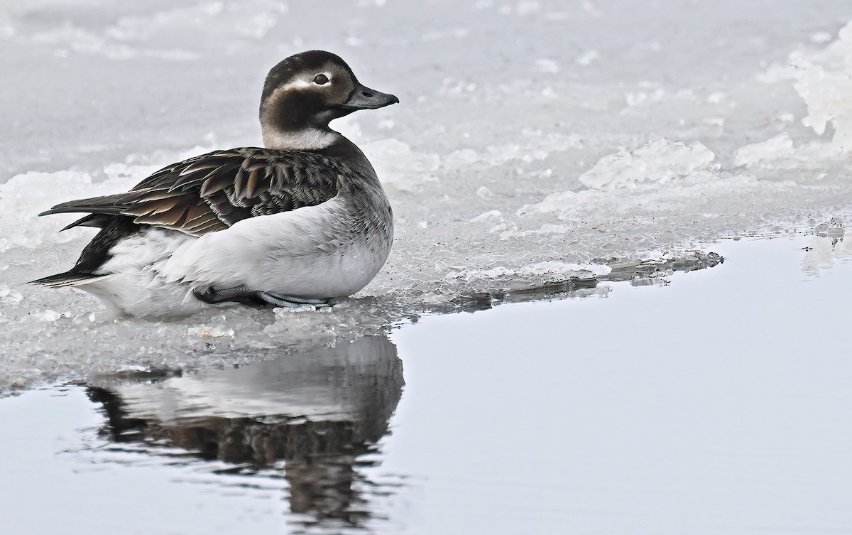 Морянка - ML647034985