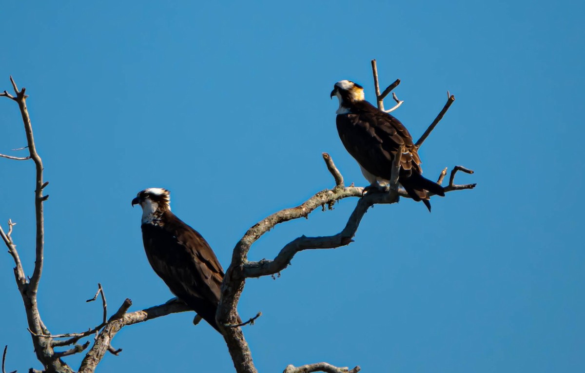Скопа західна - ML647034986