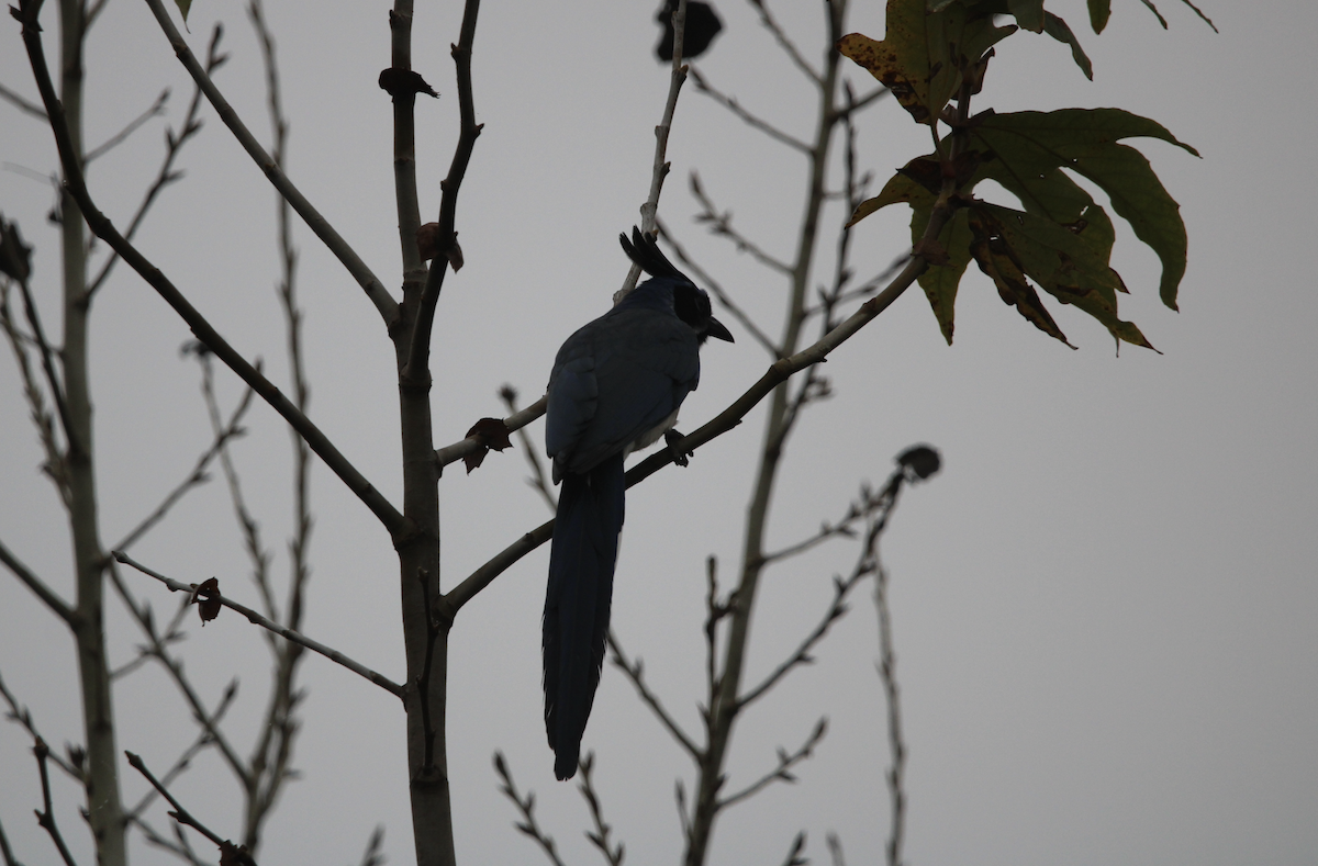 Сойка чорногорла - ML647034988