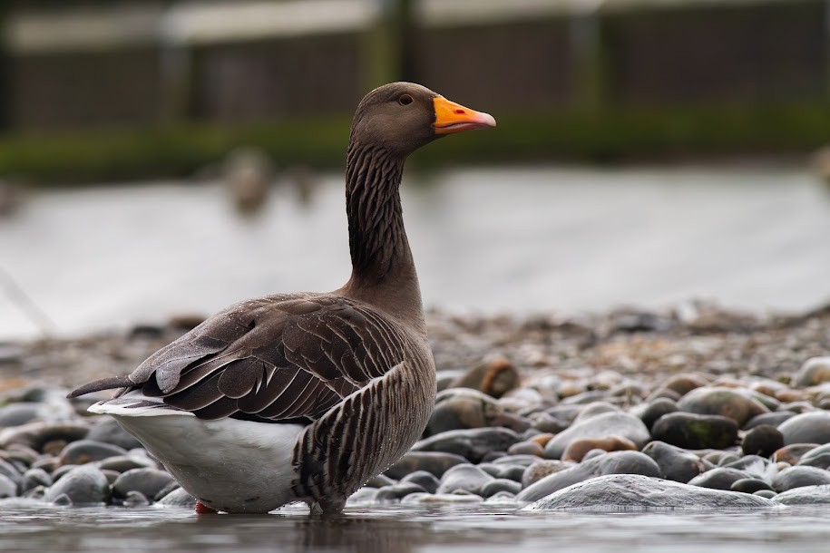 Гуска сіра - ML647034989