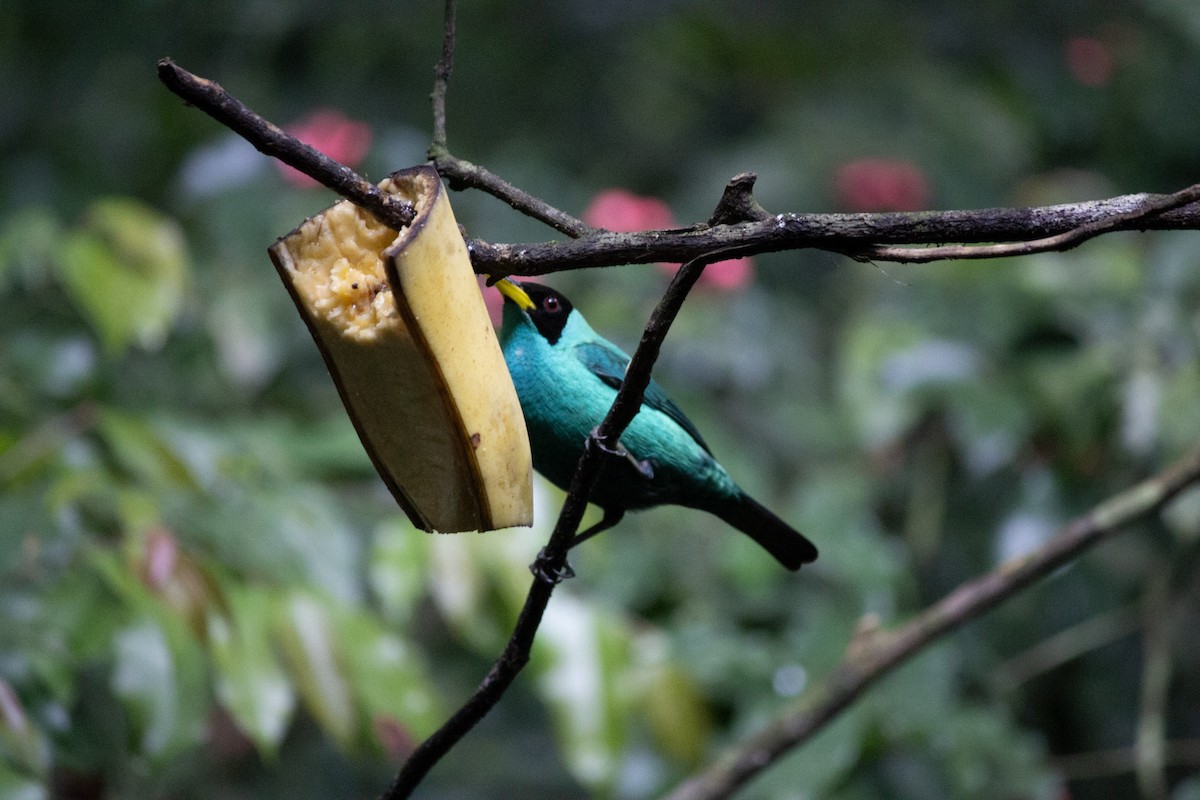 Саї великий - ML647034990