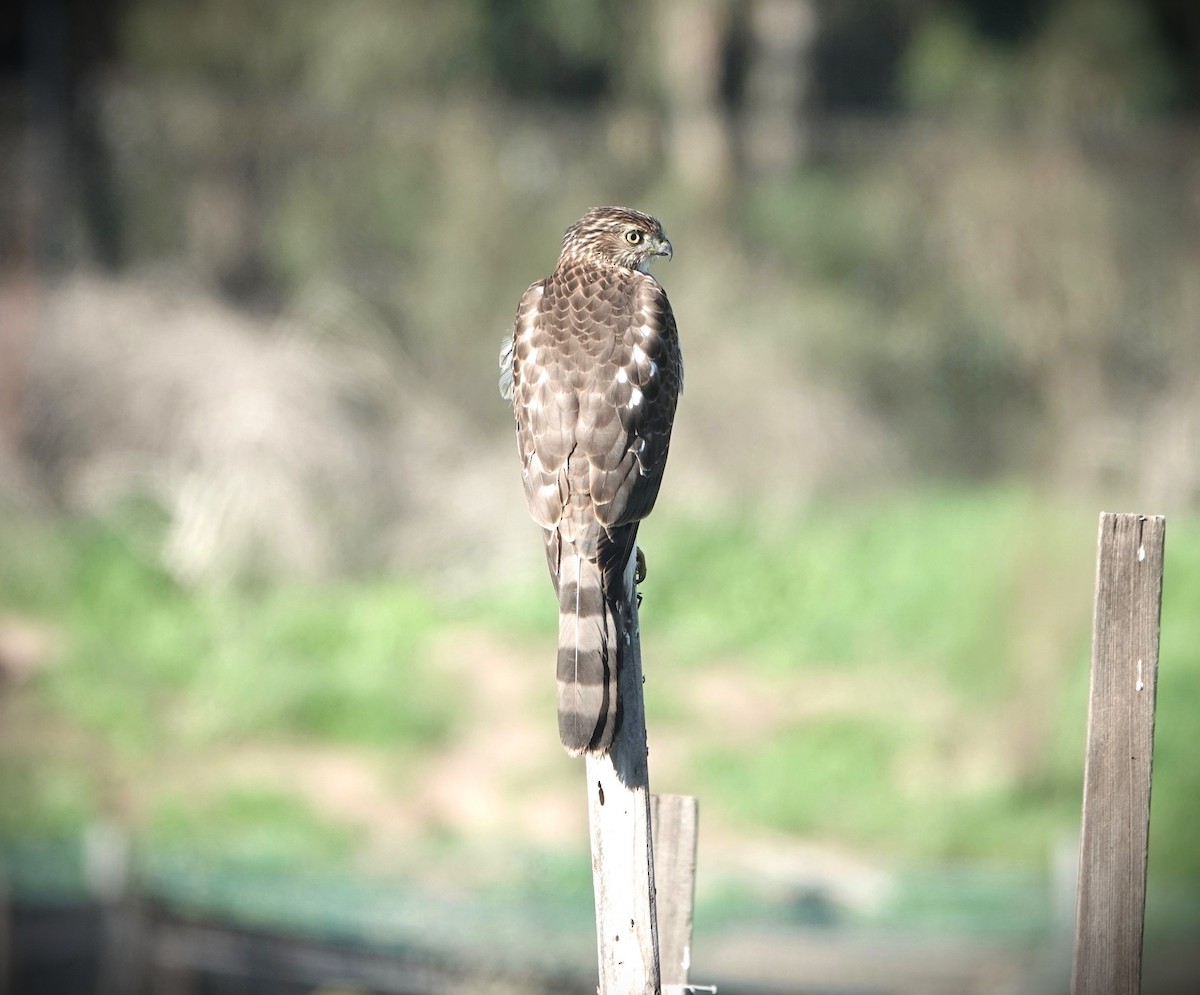 Яструб чорноголовий - ML647034991