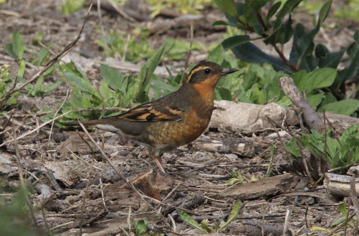 Varied Thrush - ML647034997