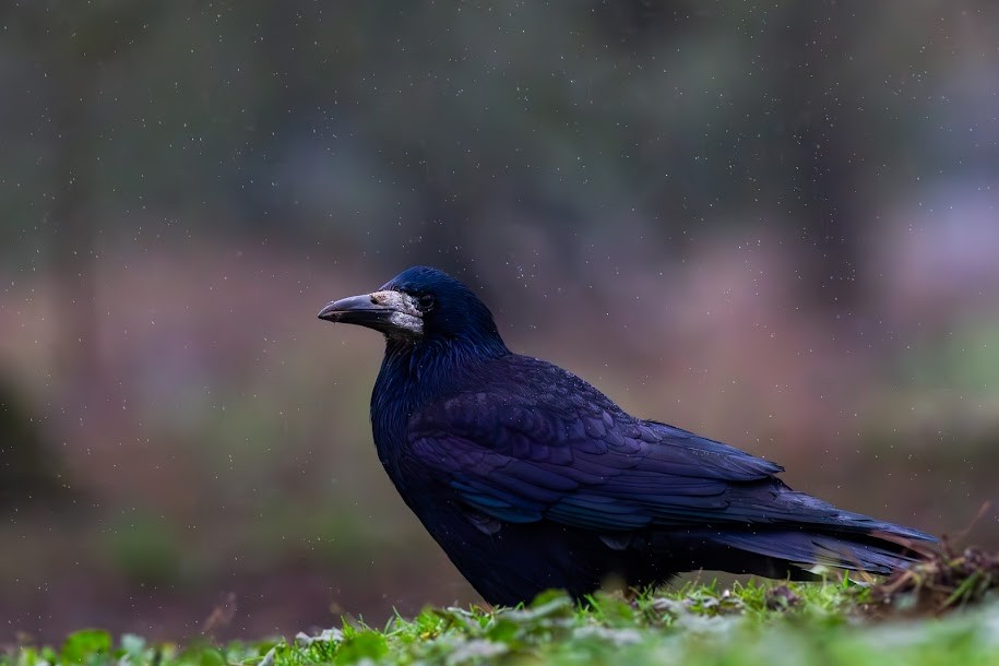 Грак - ML647034998