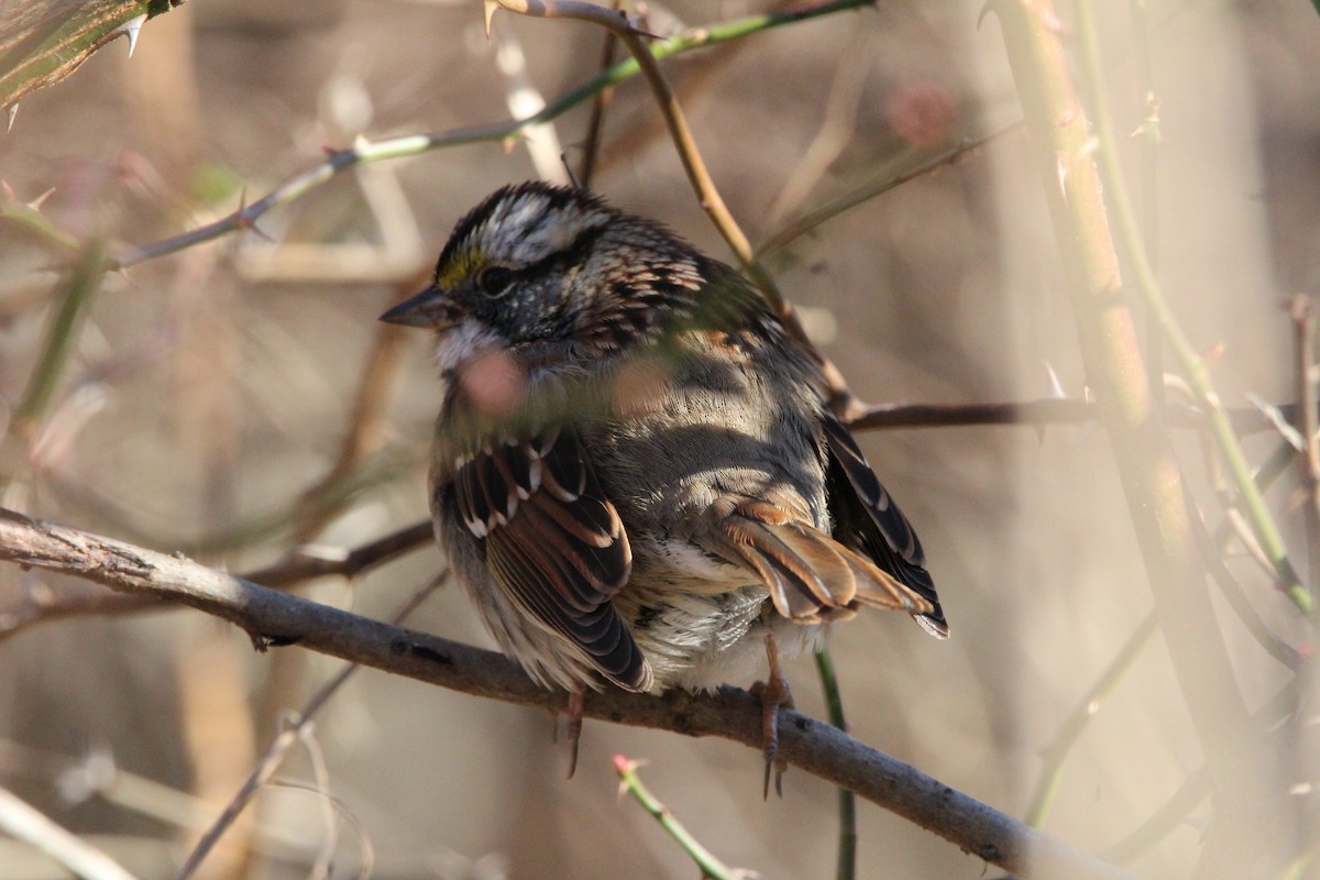 Бруант білогорлий - ML647034999
