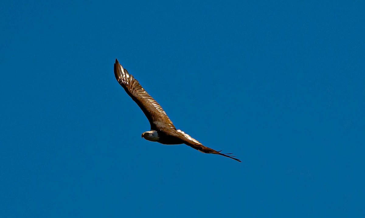 Орлан білоголовий - ML647035000