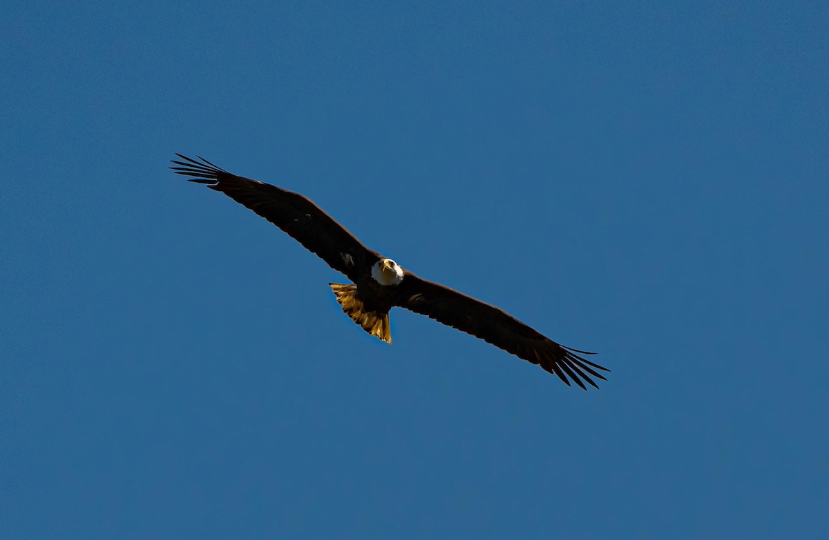 Орлан білоголовий - ML647035001