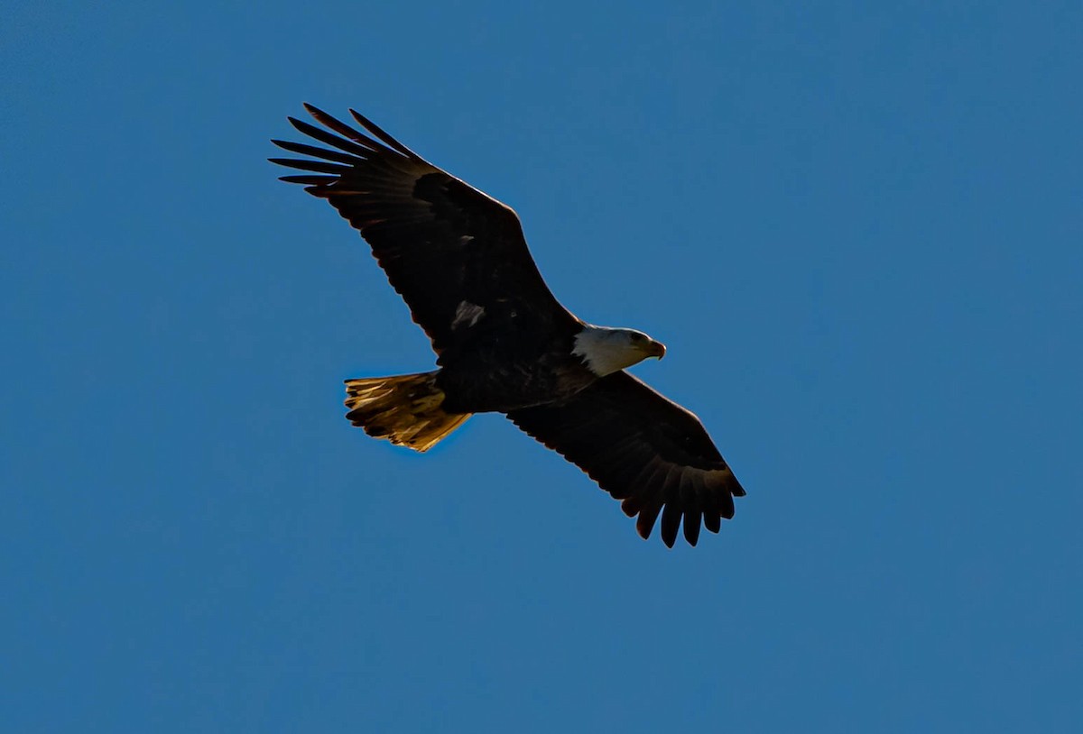 Орлан білоголовий - ML647035002