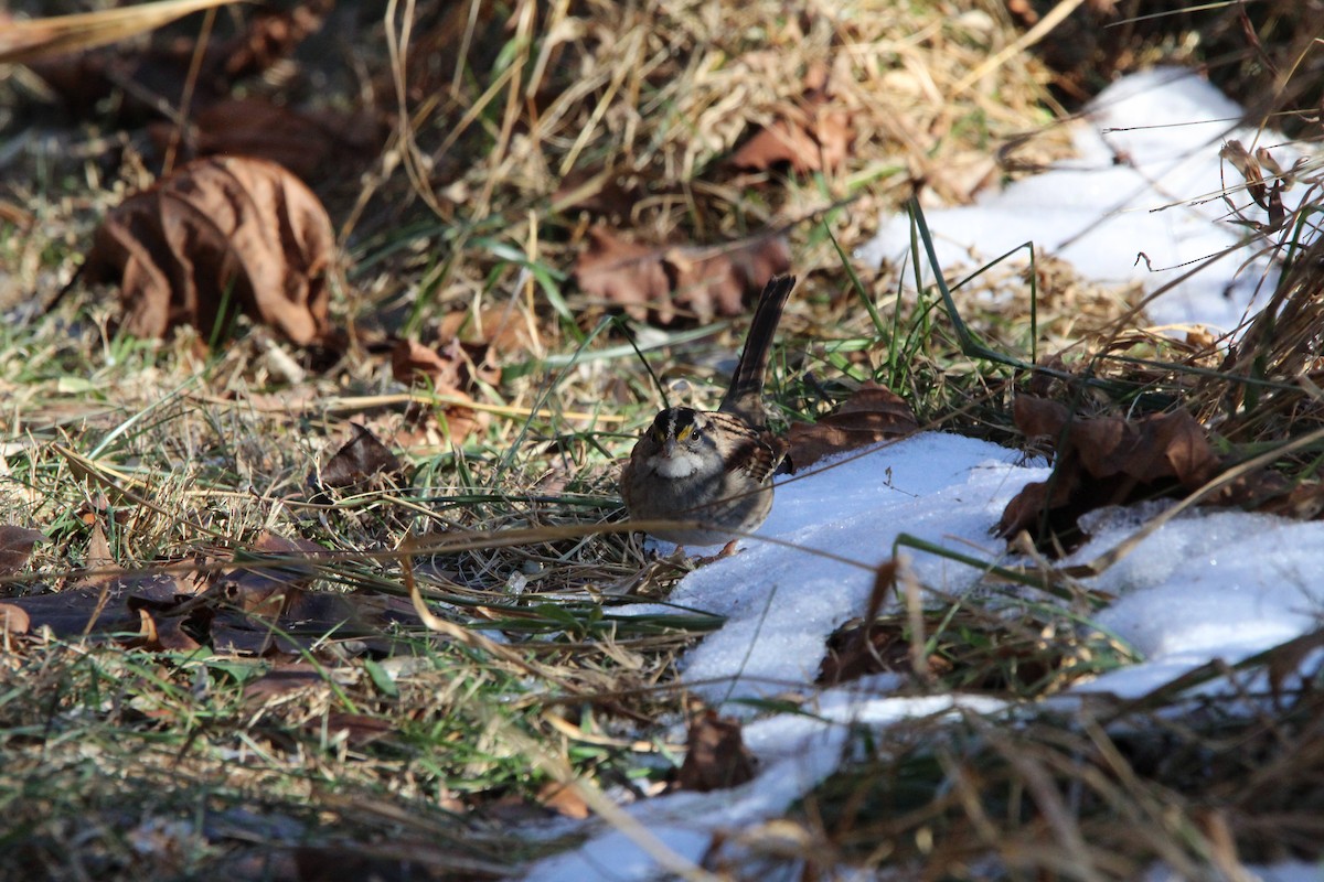 Бруант білогорлий - ML647035003