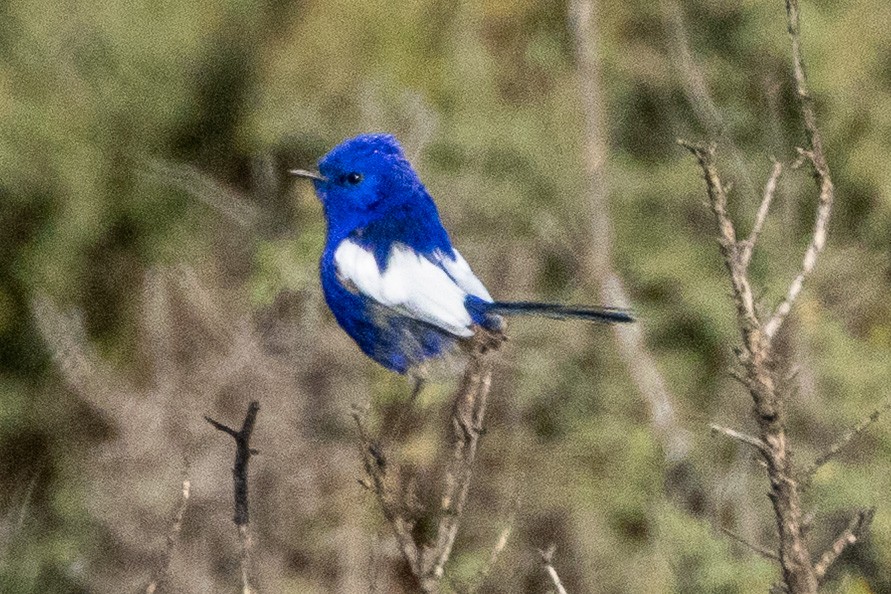 Малюр білокрилий - ML647035004