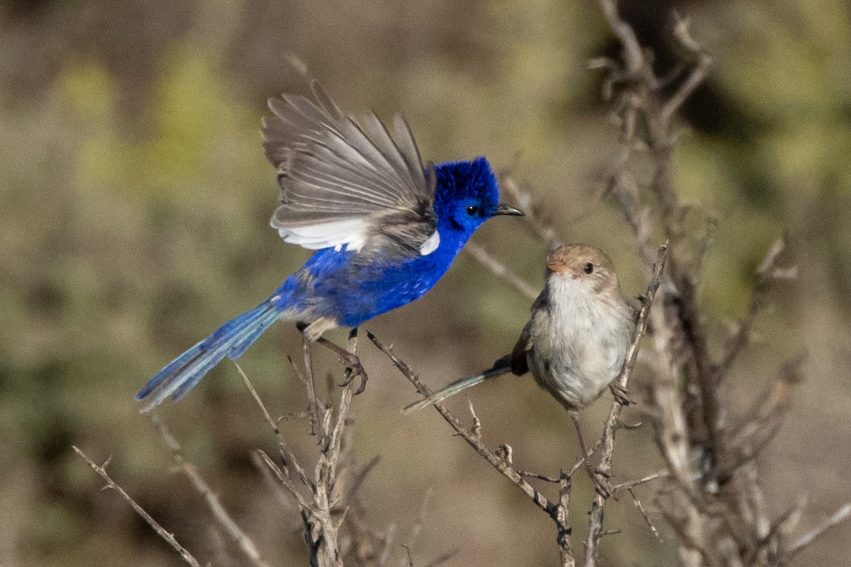 Малюр білокрилий - ML647035005