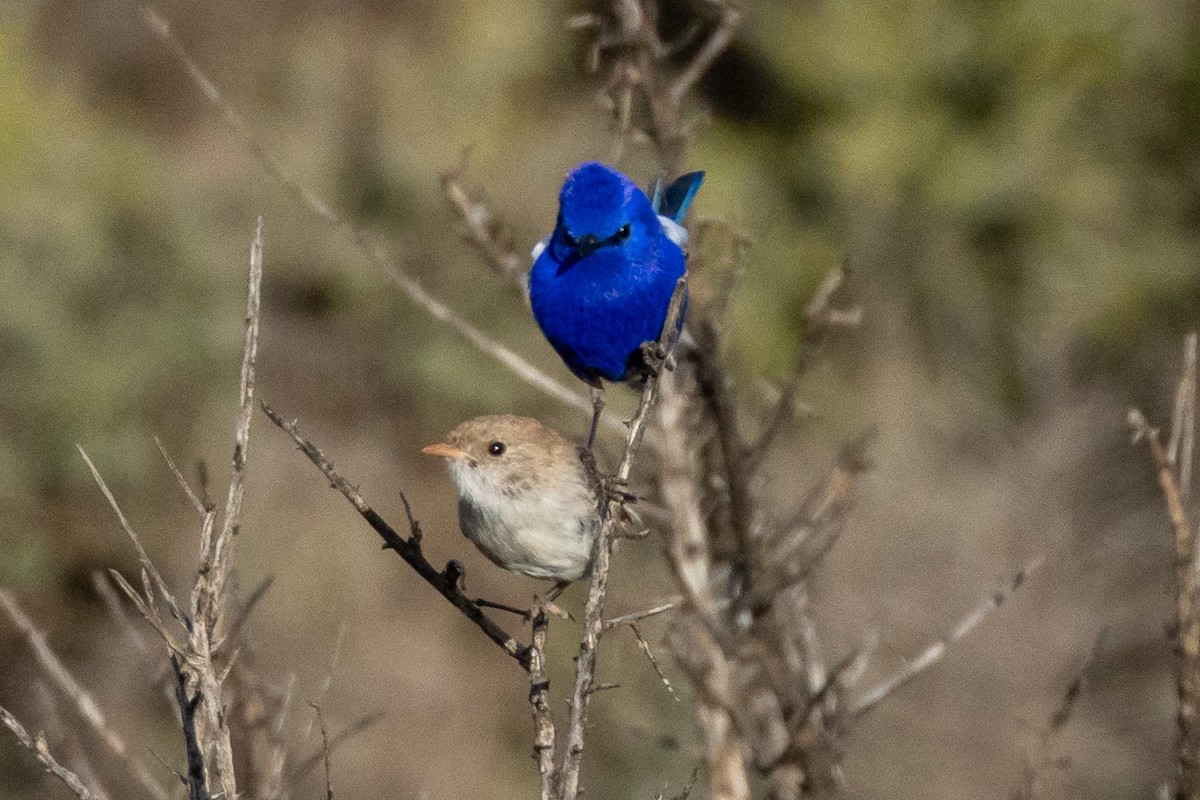 Малюр білокрилий - ML647035006