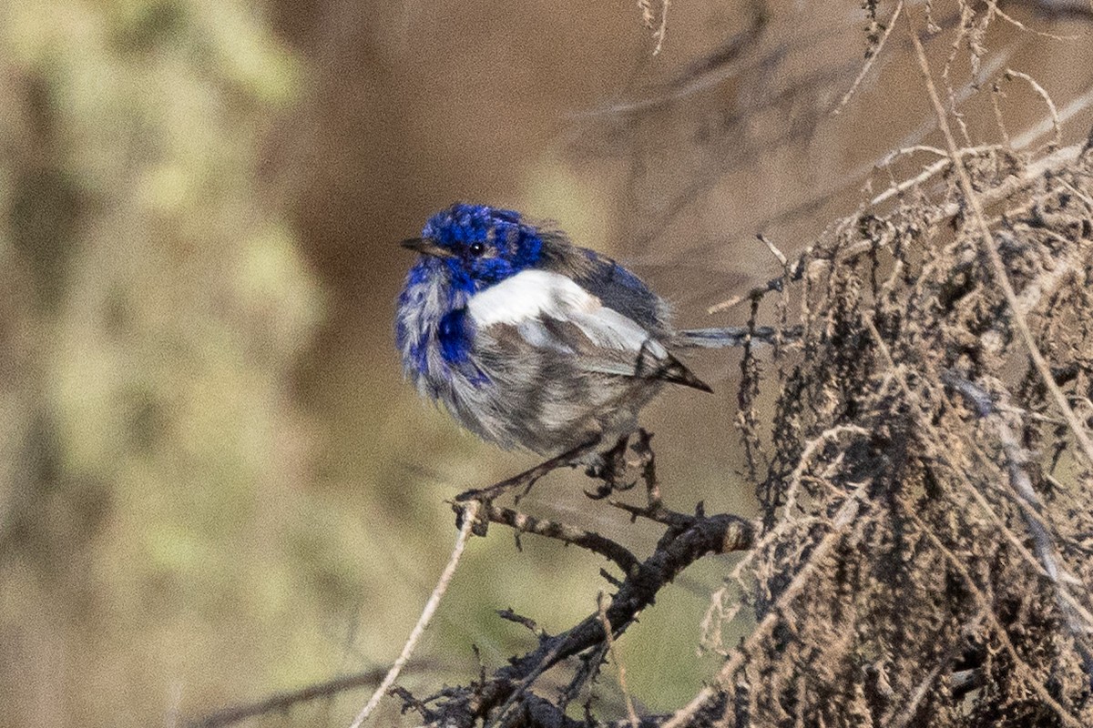 Малюр білокрилий - ML647035008