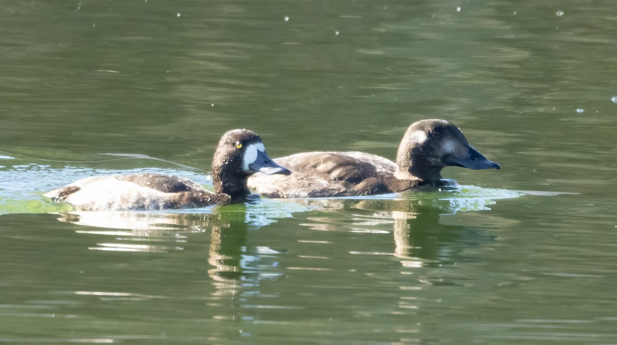 Тэнгисийн шумбуур - ML647035009