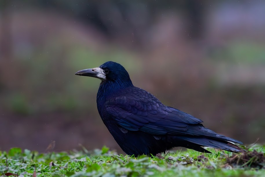 Грак - ML647035010