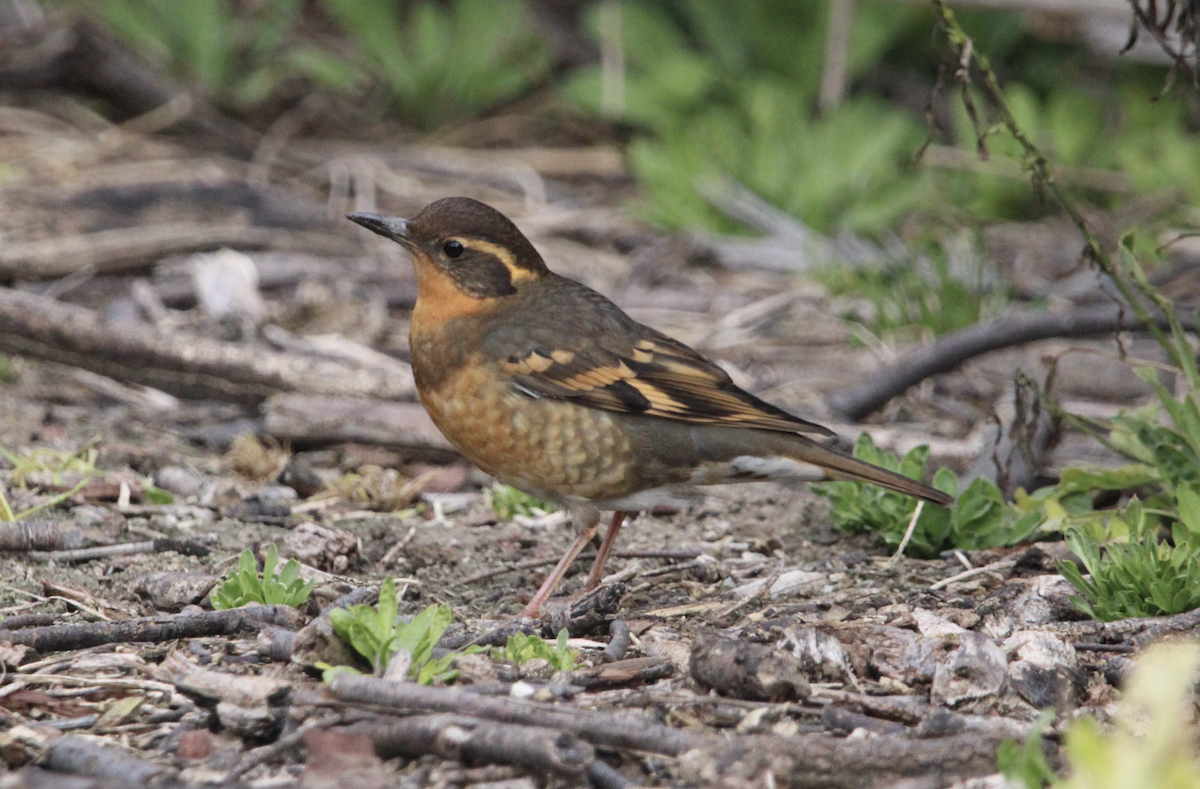 Varied Thrush - ML647035011