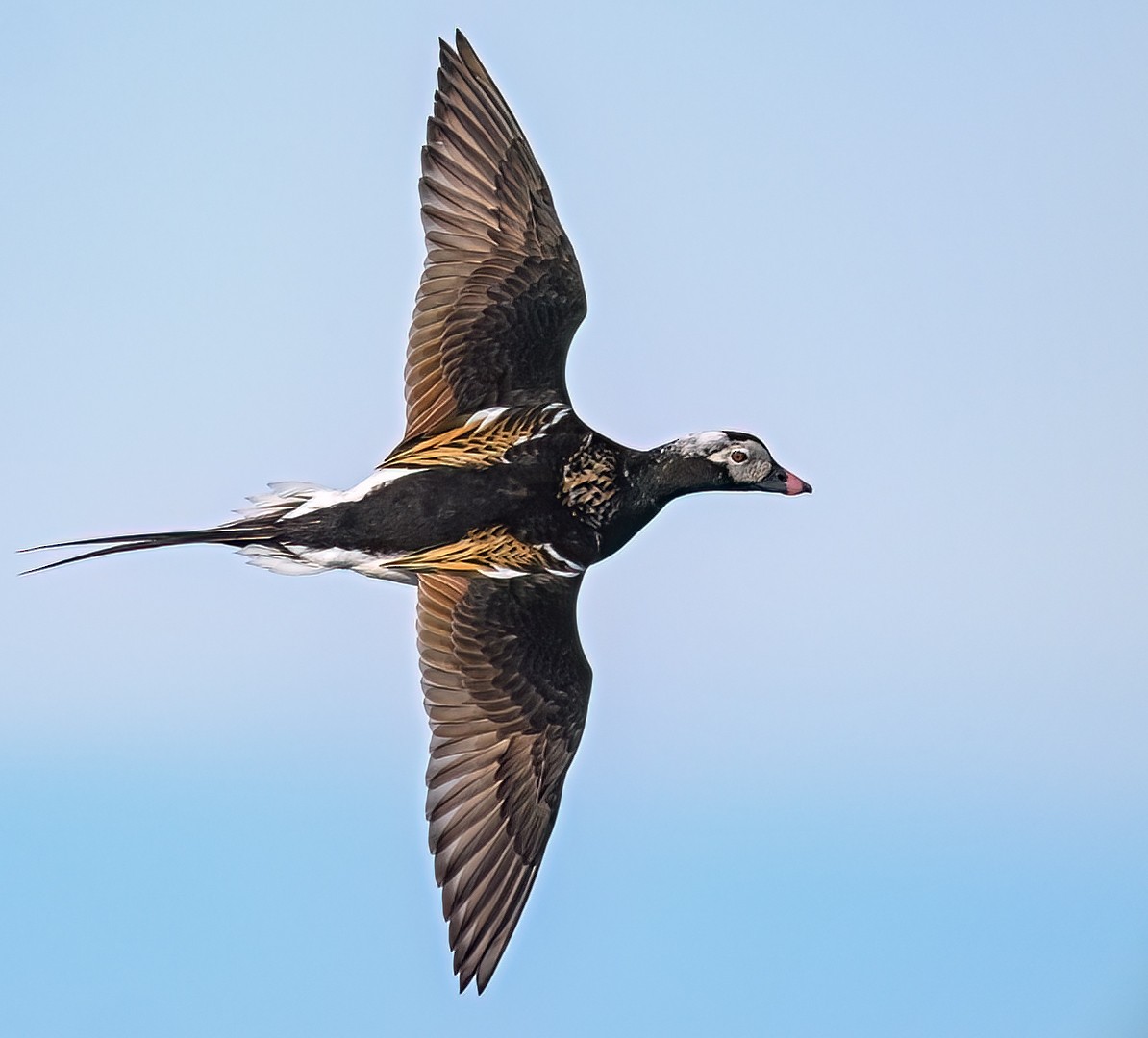 Морянка - ML647035012