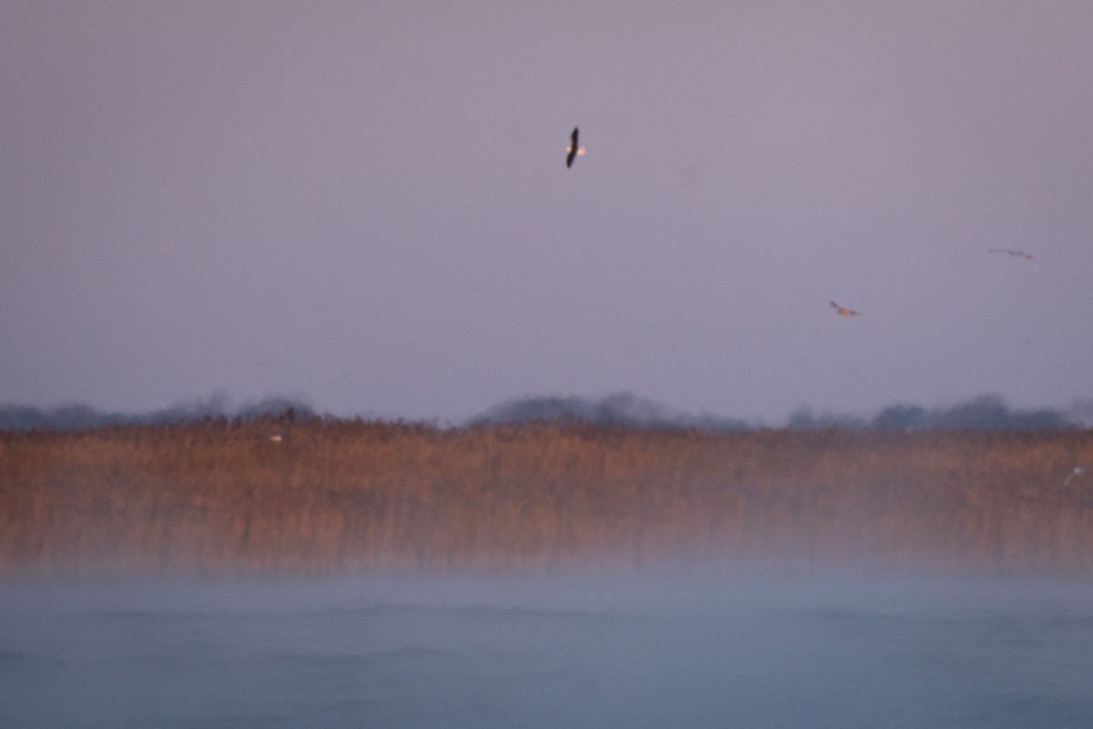 Great Black-backed Gull - ML647035014