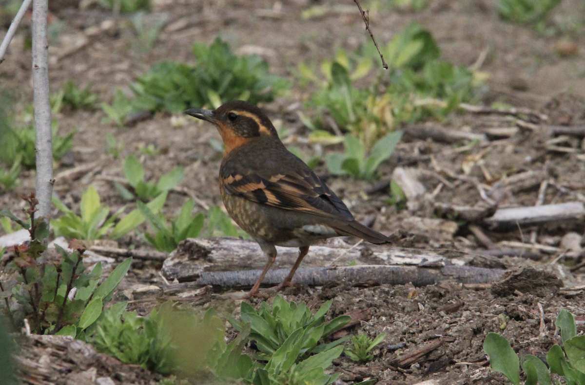 Varied Thrush - ML647035017