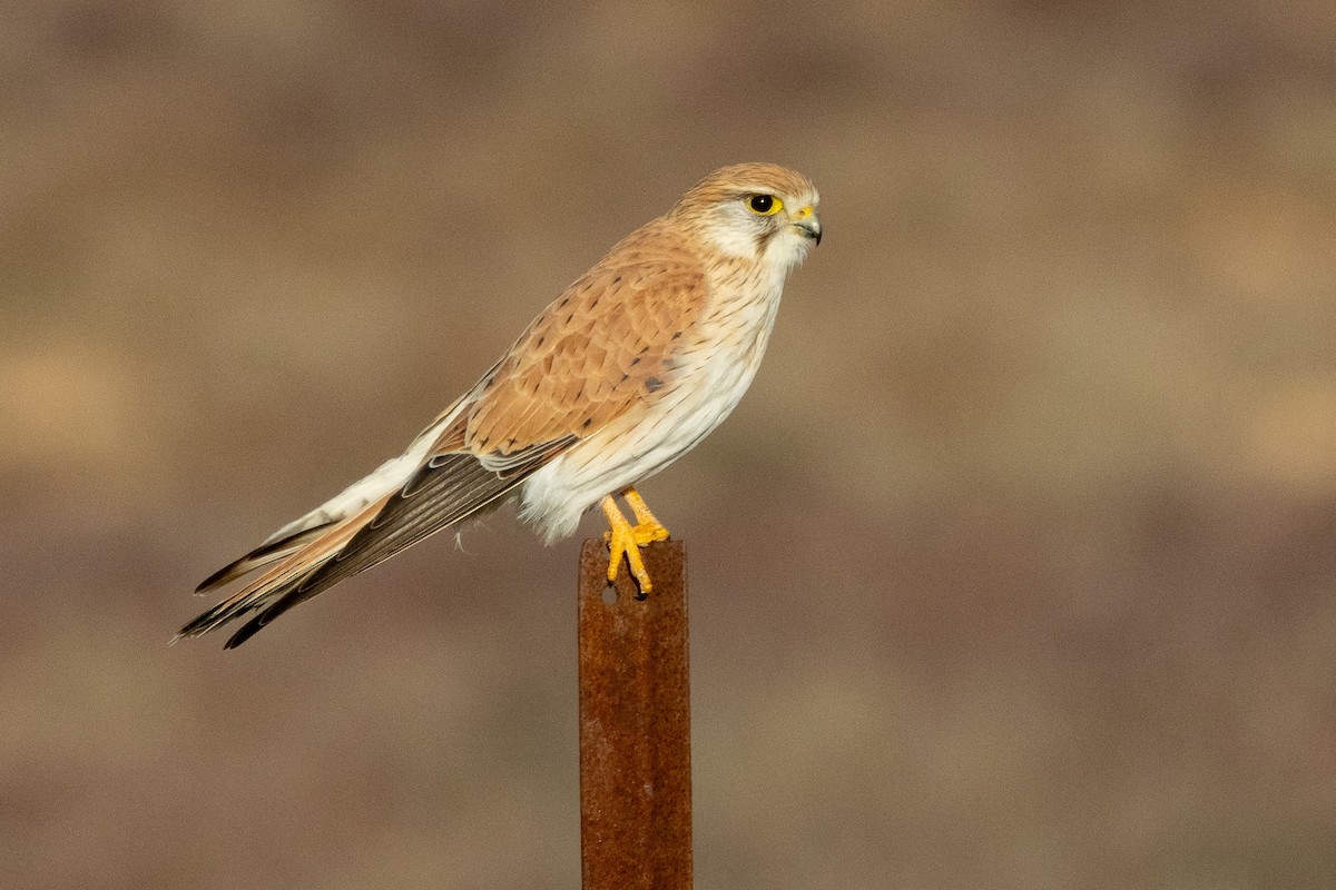 Седобородая пустельга - ML647035024