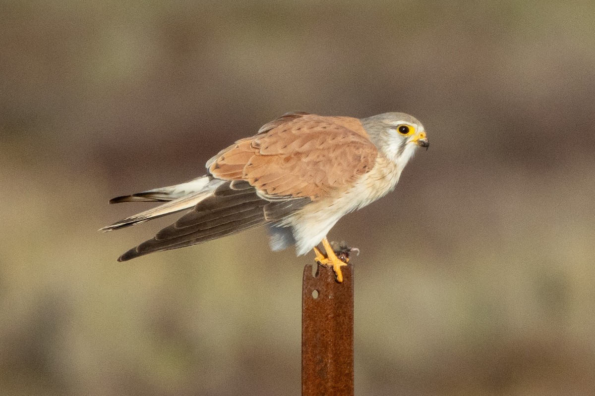 Седобородая пустельга - ML647035025