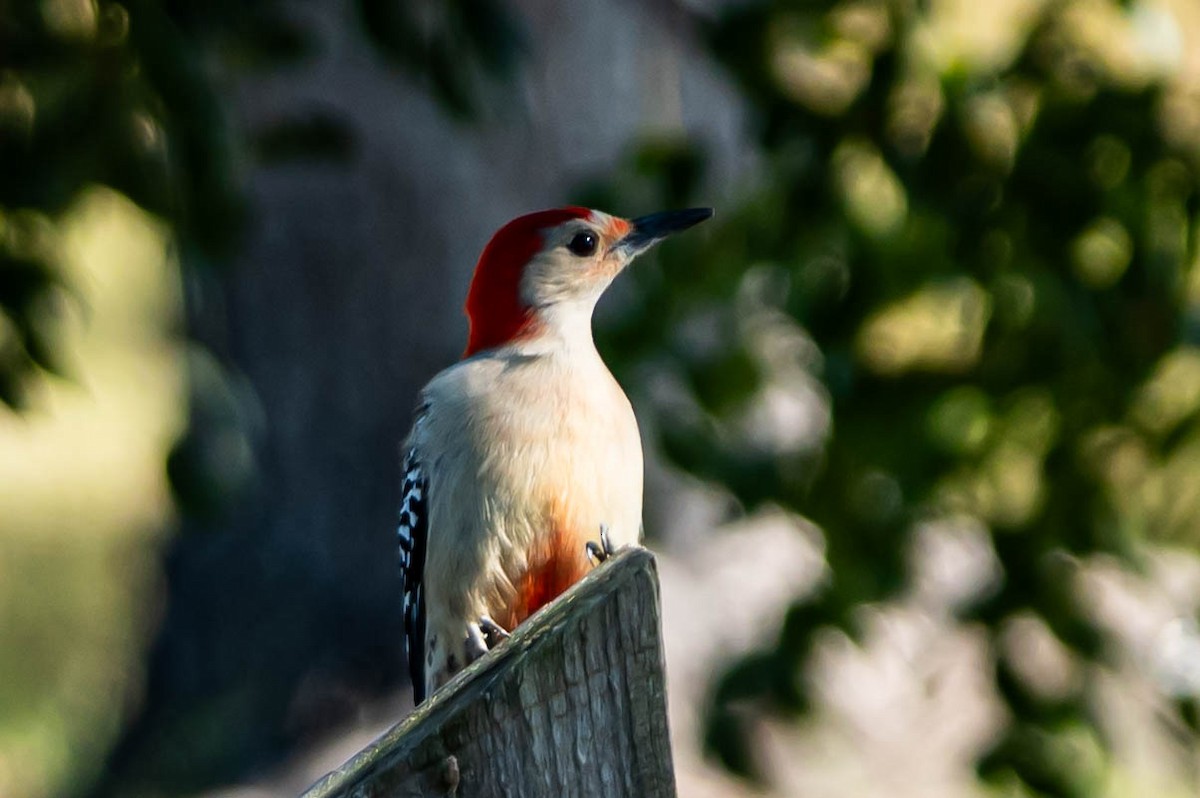 シマセゲラ - ML647035028