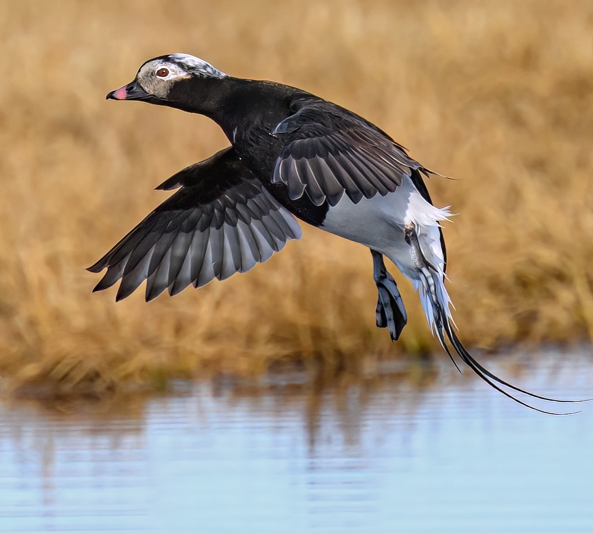 Long-tailed Duck - ML647035029