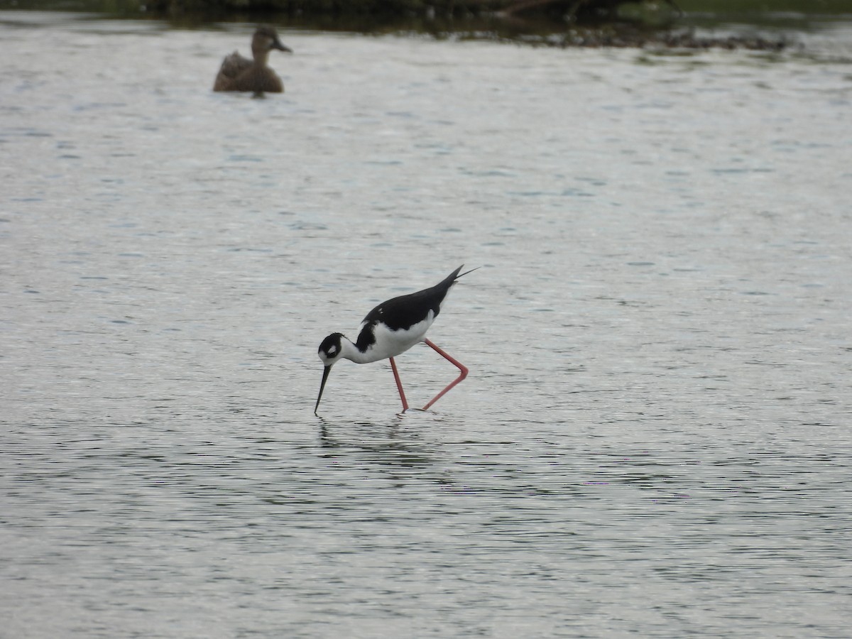 Black-necked Stilt - ML647035030