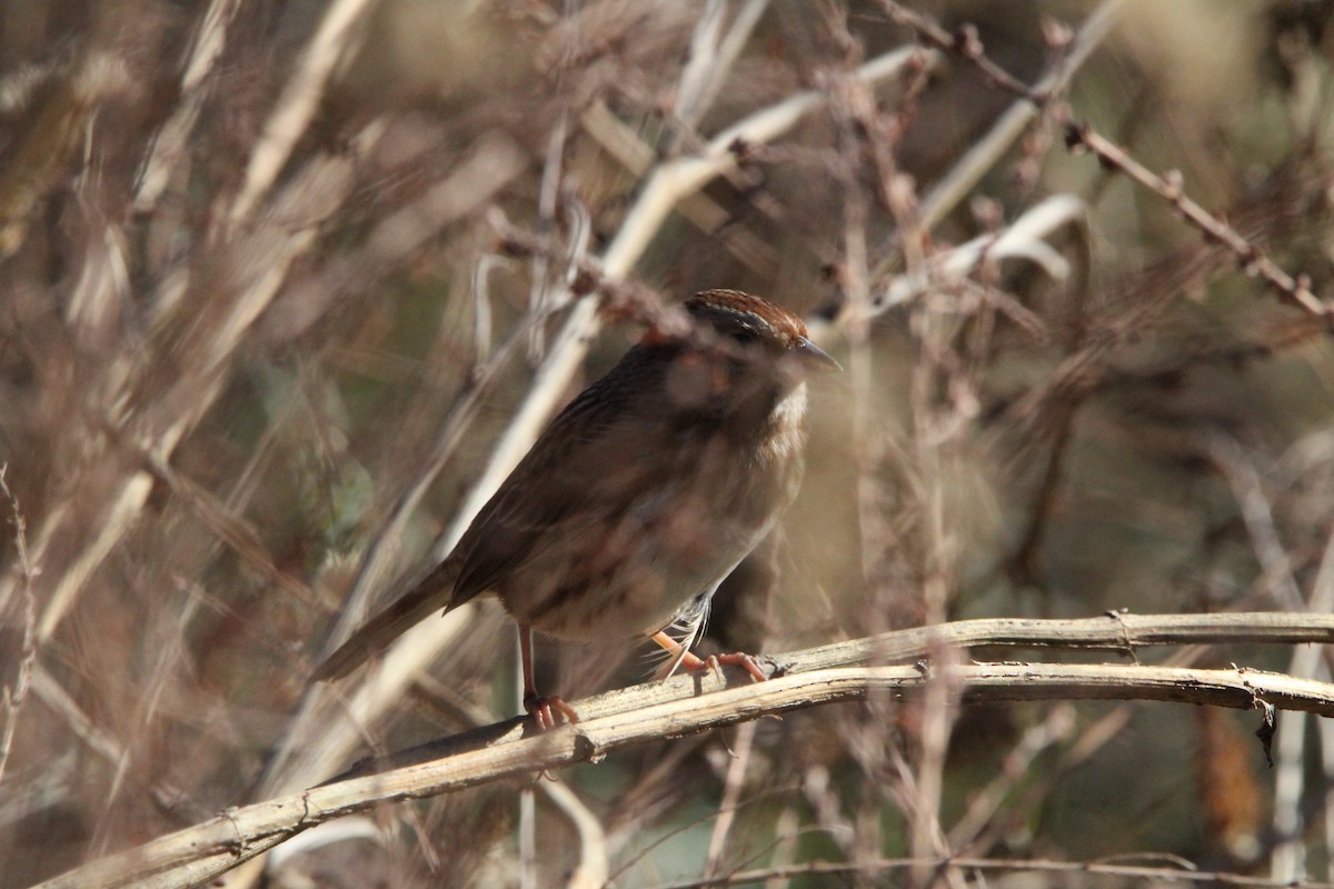 Song Sparrow - ML647035041