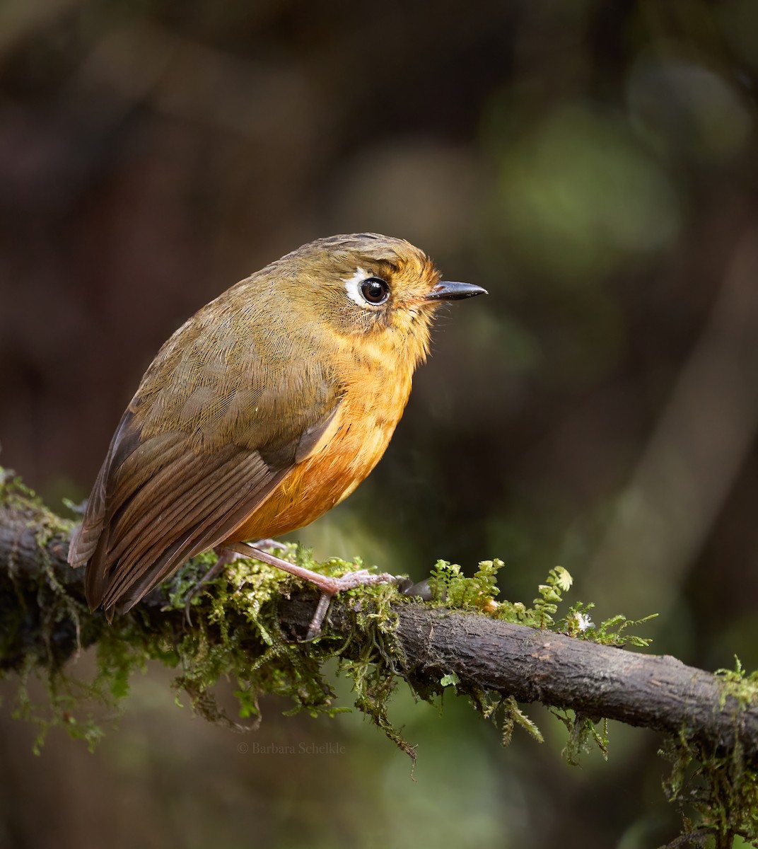 Leymebamba Antpitta - ML647035043