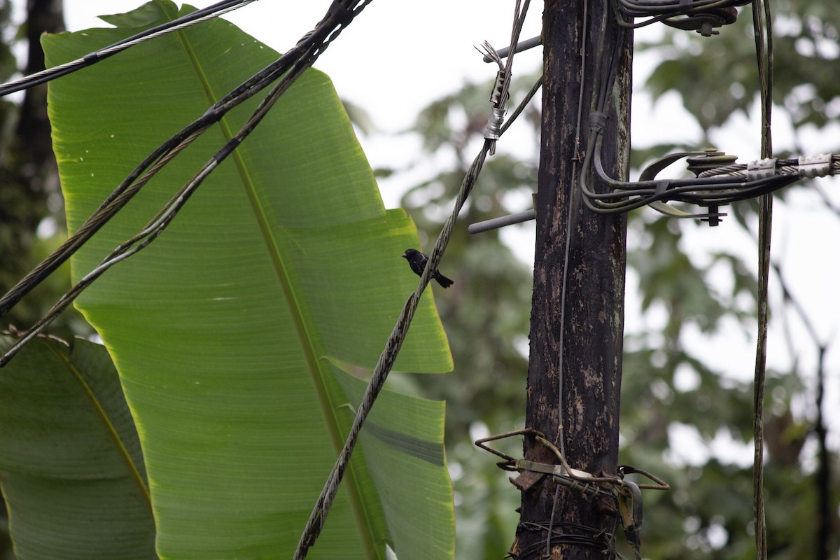 Чёрный просяночник - ML647035051