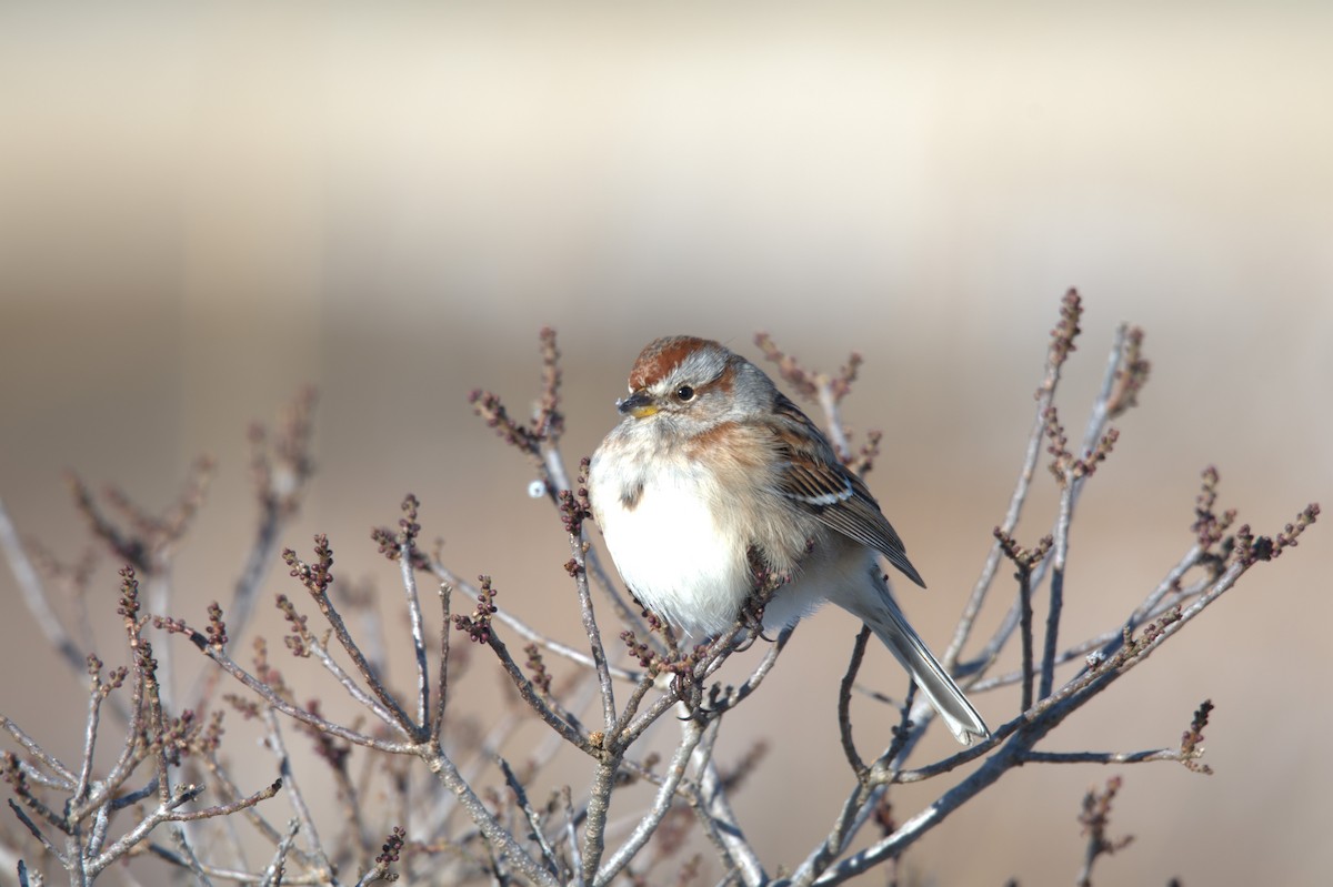 American Tree Sparrow - ML647035052