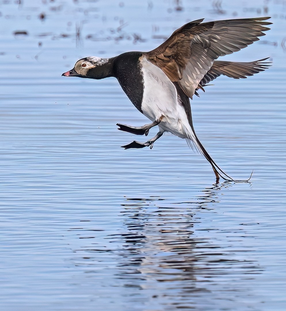 Long-tailed Duck - ML647035053