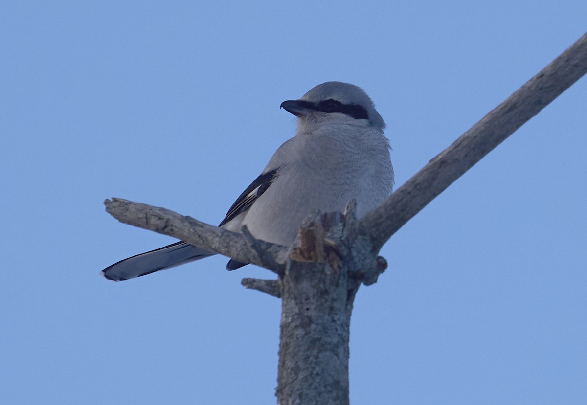 Northern Shrike - ML647035054