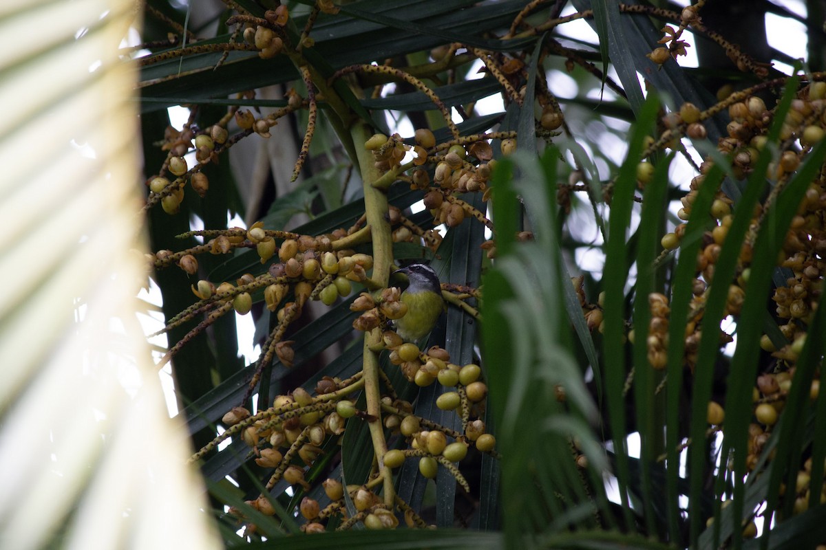 Sucrier à ventre jaune - ML647035069