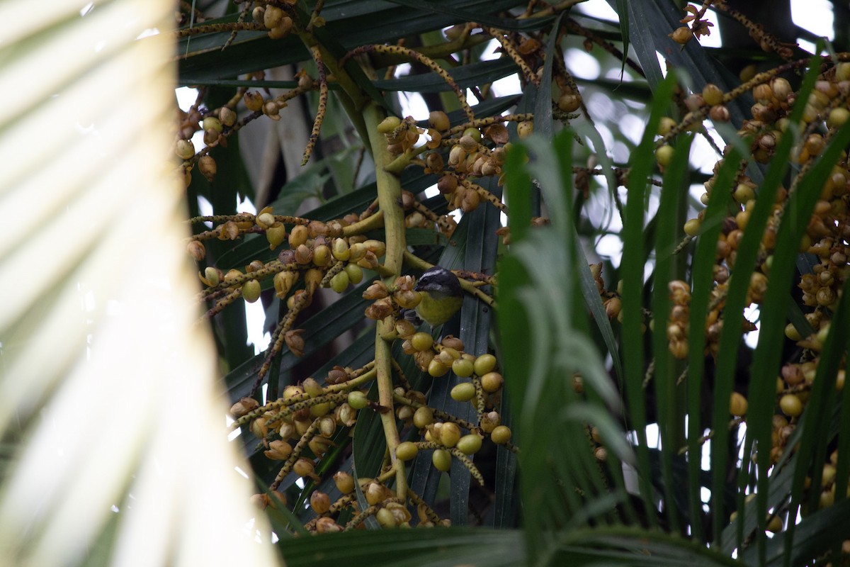 Sucrier à ventre jaune - ML647035070
