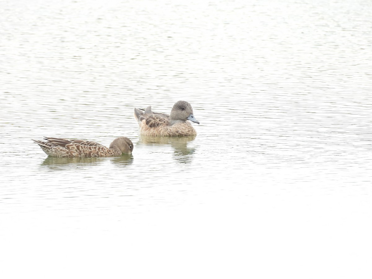 Свищ американський - ML647035082