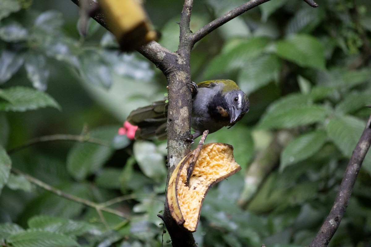 Buff-throated Saltator - ML647035087