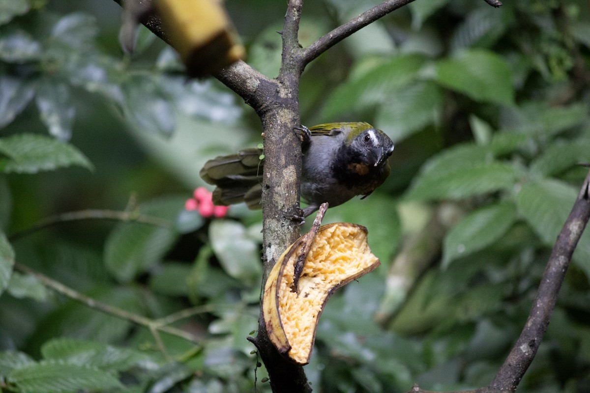 Buff-throated Saltator - ML647035088