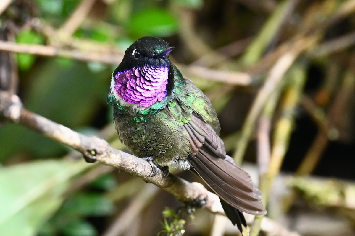 Longuemare's Sunangel - ML647035091