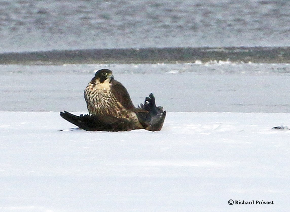Peregrine Falcon - ML647035093
