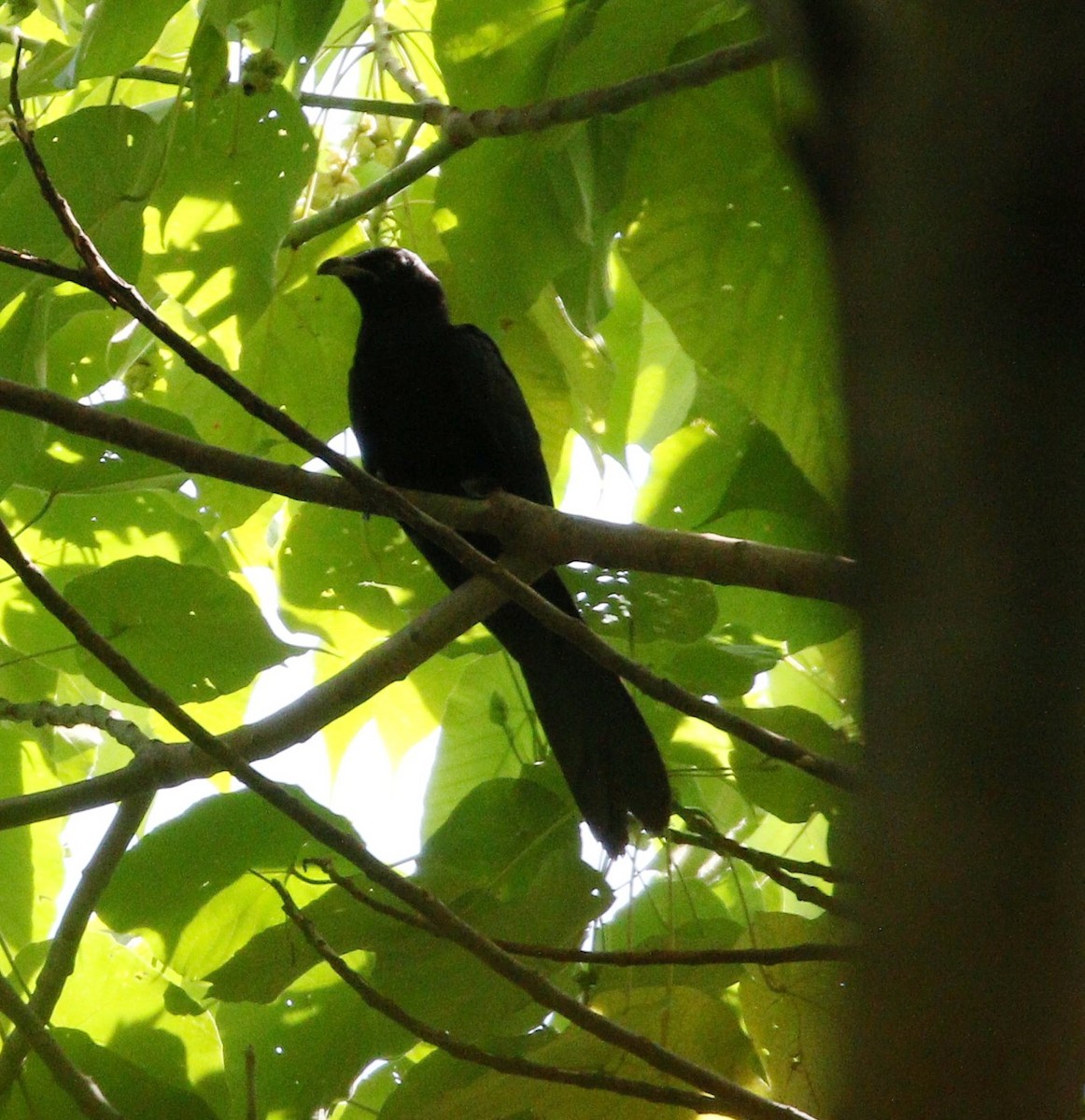 Asian Koel - ML647035101