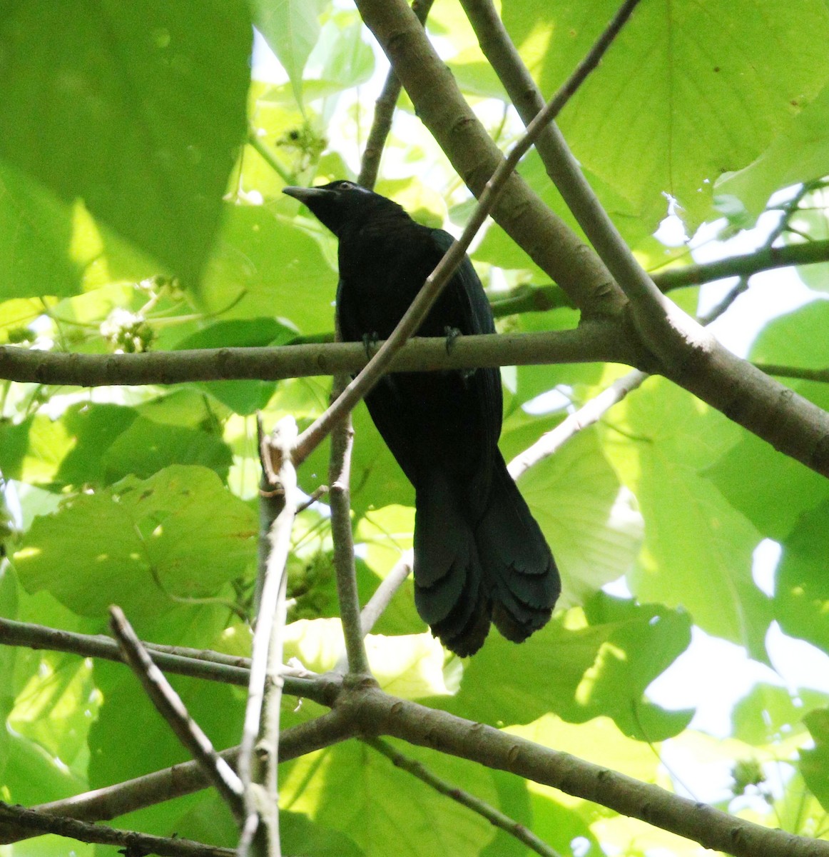 Asian Koel - ML647035102