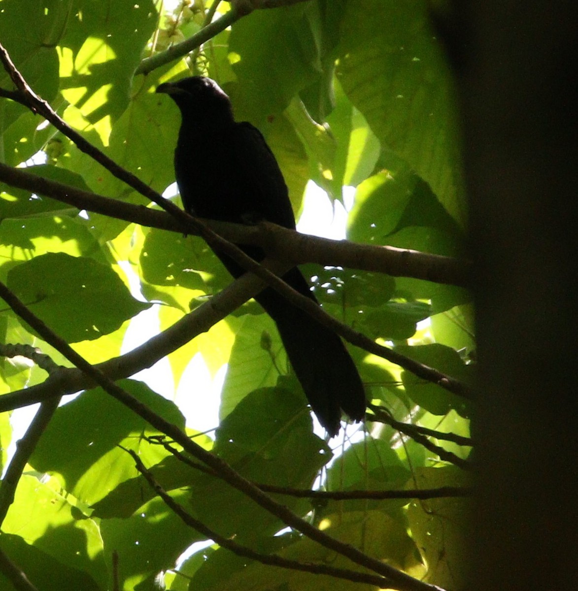 Asian Koel - ML647035103