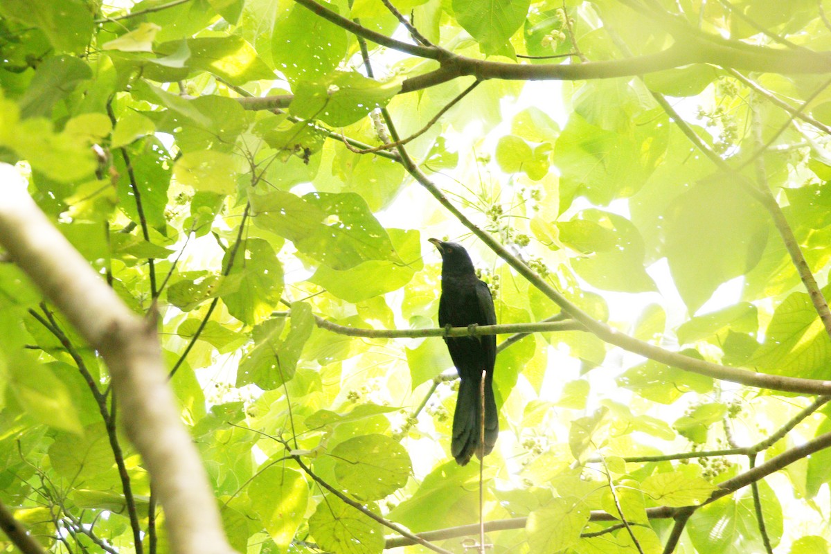 Asian Koel - ML647035104