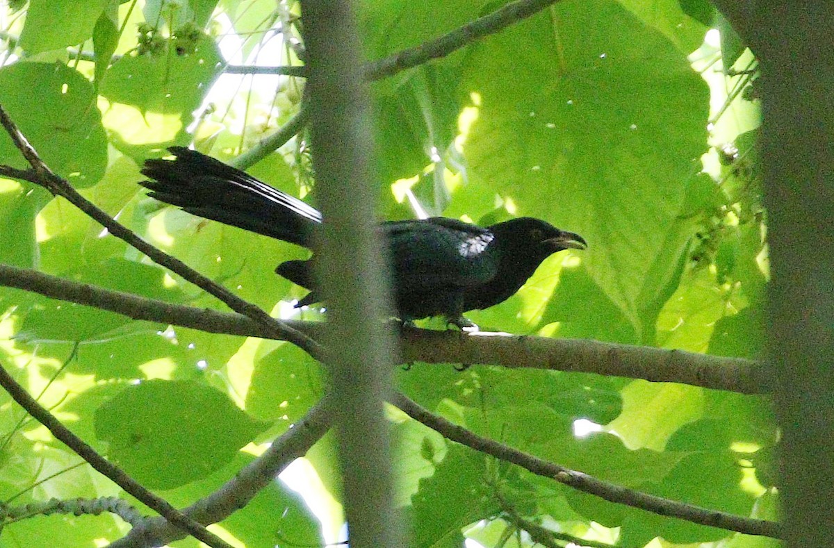 Asian Koel - ML647035115