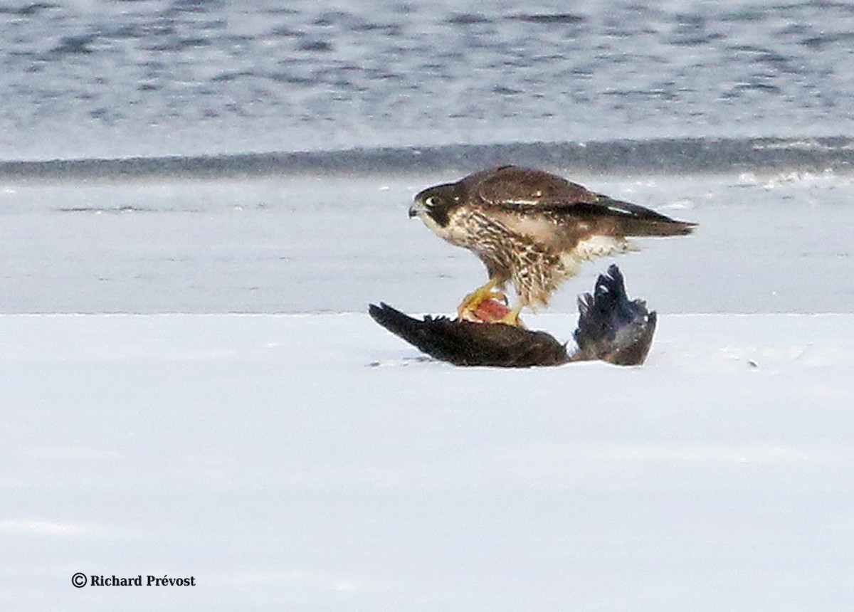 Peregrine Falcon - ML647035121