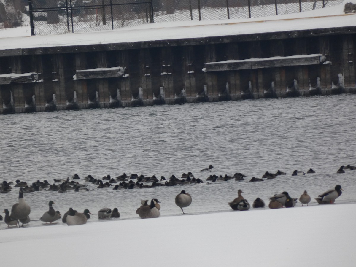 polák kaholka - ML647035127