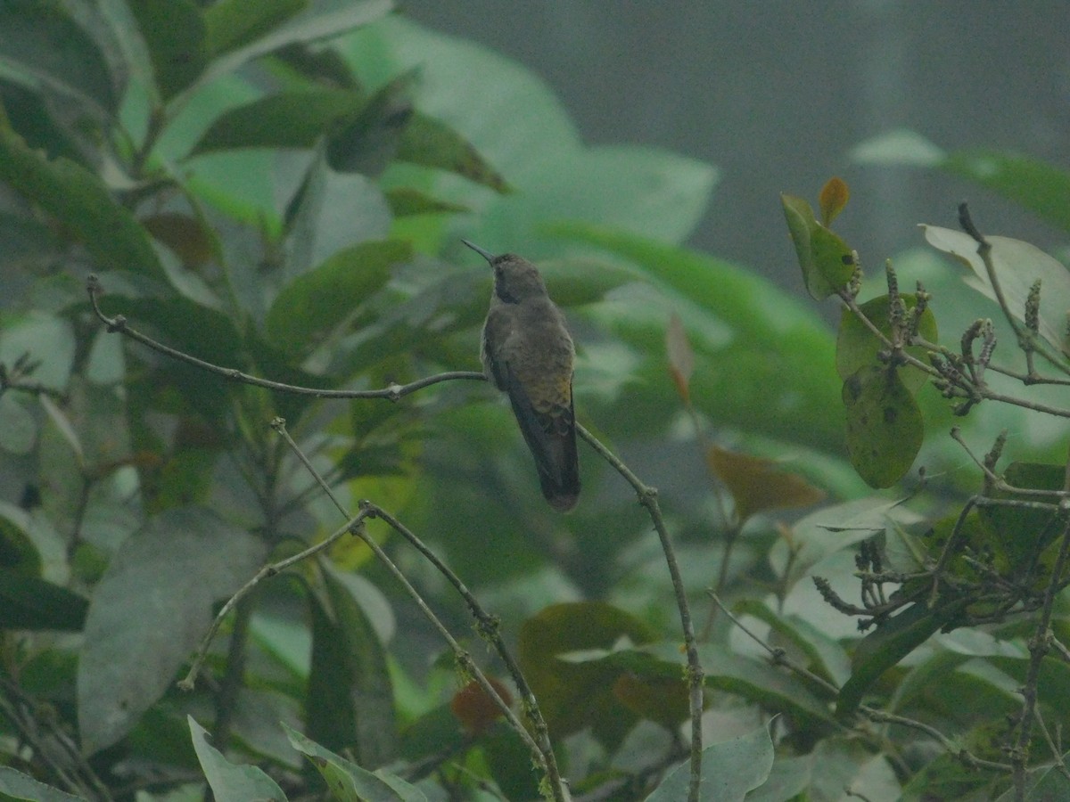 Braun-Veilchenohrkolibri - ML647035128
